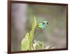 A Green Headed Tanager on a Branch-Alex Saberi-Framed Photographic Print