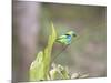 A Green Headed Tanager on a Branch-Alex Saberi-Mounted Photographic Print