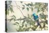 A Green-Headed Tanager Perching in a Tree in Ubatuba-Alex Saberi-Stretched Canvas