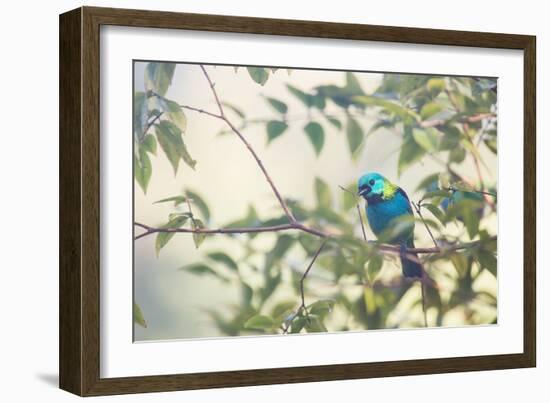 A Green-Headed Tanager Perching in a Tree in Ubatuba-Alex Saberi-Framed Photographic Print