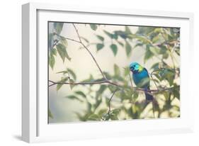 A Green-Headed Tanager Perching in a Tree in Ubatuba-Alex Saberi-Framed Photographic Print