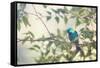 A Green-Headed Tanager Perching in a Tree in Ubatuba-Alex Saberi-Framed Stretched Canvas