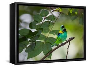 A Green-Headed Tanager, Tangara Seledon, in a Tree in Ubatuba-Alex Saberi-Framed Stretched Canvas