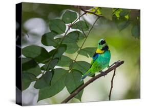 A Green-Headed Tanager, Tangara Seledon, in a Tree in Ubatuba-Alex Saberi-Stretched Canvas