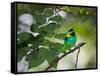 A Green-Headed Tanager, Tangara Seledon, in a Tree in Ubatuba-Alex Saberi-Framed Stretched Canvas