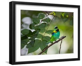 A Green-Headed Tanager, Tangara Seledon, in a Tree in Ubatuba-Alex Saberi-Framed Premium Photographic Print