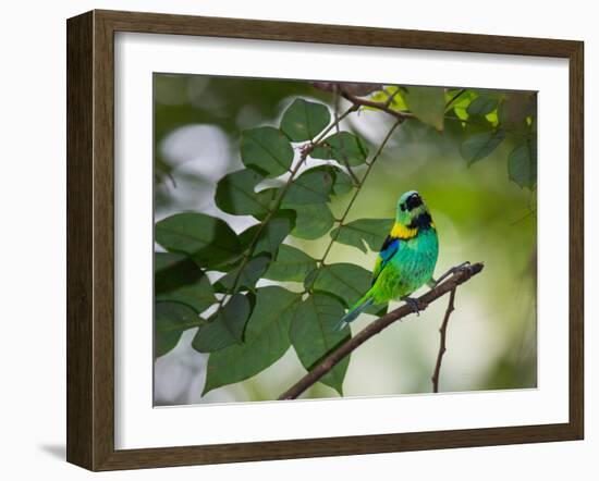 A Green-Headed Tanager, Tangara Seledon, in a Tree in Ubatuba-Alex Saberi-Framed Photographic Print