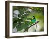 A Green-Headed Tanager, Tangara Seledon, in a Tree in Ubatuba-Alex Saberi-Framed Photographic Print