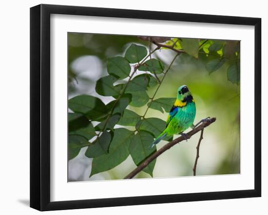 A Green-Headed Tanager, Tangara Seledon, in a Tree in Ubatuba-Alex Saberi-Framed Photographic Print