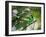 A Green-Headed Tanager, Tangara Seledon, in a Tree in Ubatuba-Alex Saberi-Framed Photographic Print