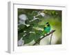 A Green-Headed Tanager, Tangara Seledon, in a Tree in Ubatuba-Alex Saberi-Framed Photographic Print