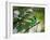 A Green-Headed Tanager, Tangara Seledon, in a Tree in Ubatuba-Alex Saberi-Framed Photographic Print