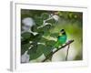 A Green-Headed Tanager, Tangara Seledon, in a Tree in Ubatuba-Alex Saberi-Framed Photographic Print