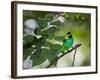 A Green-Headed Tanager, Tangara Seledon, in a Tree in Ubatuba-Alex Saberi-Framed Photographic Print