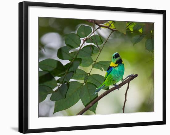 A Green-Headed Tanager, Tangara Seledon, in a Tree in Ubatuba-Alex Saberi-Framed Photographic Print