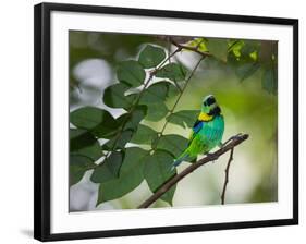 A Green-Headed Tanager, Tangara Seledon, in a Tree in Ubatuba-Alex Saberi-Framed Photographic Print