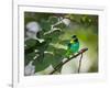 A Green-Headed Tanager, Tangara Seledon, in a Tree in Ubatuba-Alex Saberi-Framed Photographic Print