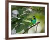 A Green-Headed Tanager, Tangara Seledon, in a Tree in Ubatuba-Alex Saberi-Framed Photographic Print