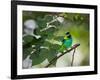 A Green-Headed Tanager, Tangara Seledon, in a Tree in Ubatuba-Alex Saberi-Framed Photographic Print