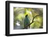 A Green Honeycreeper, Chlorophanes Spiza, Calls Out in Ubatuba, Brazil-Alex Saberi-Framed Photographic Print