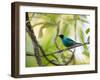 A Green Honeycreeper, Chlorophanes Spiza, Resting on a Branch-Alex Saberi-Framed Photographic Print