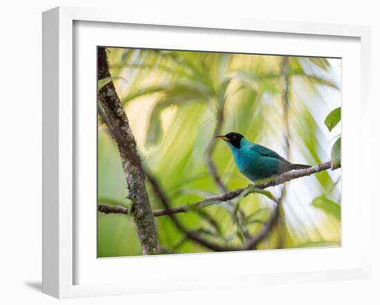 A Green Honeycreeper, Chlorophanes Spiza, Resting on a Branch-Alex Saberi-Framed Photographic Print