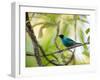 A Green Honeycreeper, Chlorophanes Spiza, Resting on a Branch-Alex Saberi-Framed Photographic Print