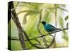 A Green Honeycreeper, Chlorophanes Spiza, Resting on a Branch-Alex Saberi-Stretched Canvas