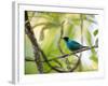 A Green Honeycreeper, Chlorophanes Spiza, Resting on a Branch-Alex Saberi-Framed Photographic Print