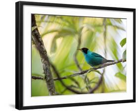 A Green Honeycreeper, Chlorophanes Spiza, Resting on a Branch-Alex Saberi-Framed Photographic Print