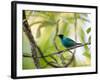 A Green Honeycreeper, Chlorophanes Spiza, Resting on a Branch-Alex Saberi-Framed Photographic Print