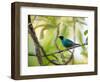 A Green Honeycreeper, Chlorophanes Spiza, Resting on a Branch-Alex Saberi-Framed Photographic Print