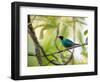 A Green Honeycreeper, Chlorophanes Spiza, Resting on a Branch-Alex Saberi-Framed Photographic Print