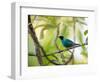 A Green Honeycreeper, Chlorophanes Spiza, Resting on a Branch-Alex Saberi-Framed Photographic Print