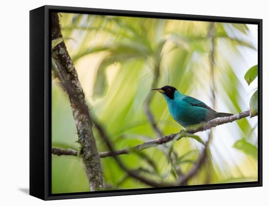 A Green Honeycreeper, Chlorophanes Spiza, Resting on a Branch-Alex Saberi-Framed Stretched Canvas