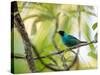 A Green Honeycreeper, Chlorophanes Spiza, Resting on a Branch-Alex Saberi-Stretched Canvas