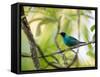 A Green Honeycreeper, Chlorophanes Spiza, Resting on a Branch-Alex Saberi-Framed Stretched Canvas