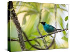 A Green Honeycreeper, Chlorophanes Spiza, Resting on a Branch-Alex Saberi-Stretched Canvas