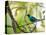 A Green Honeycreeper, Chlorophanes Spiza, Resting on a Branch-Alex Saberi-Stretched Canvas