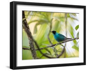 A Green Honeycreeper, Chlorophanes Spiza, Resting on a Branch-Alex Saberi-Framed Premium Photographic Print