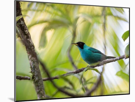A Green Honeycreeper, Chlorophanes Spiza, Resting on a Branch-Alex Saberi-Mounted Premium Photographic Print