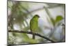 A Green Honeycreeper, Chlorophanes Spiza, Rests in a Tree in Ubatuba, Brazil-Alex Saberi-Mounted Photographic Print