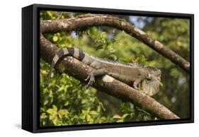 A Green Iguana (Iguana Iguana) (Common Iguana) (American Iguana), in the Jungle of Costa Rica-Stuart Forster-Framed Stretched Canvas