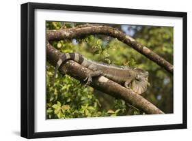 A Green Iguana (Iguana Iguana) (Common Iguana) (American Iguana), in the Jungle of Costa Rica-Stuart Forster-Framed Photographic Print