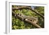 A Green Iguana (Iguana Iguana) (Common Iguana) (American Iguana), in the Jungle of Costa Rica-Stuart Forster-Framed Photographic Print