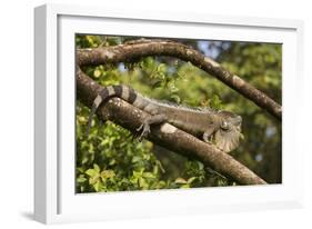 A Green Iguana (Iguana Iguana) (Common Iguana) (American Iguana), in the Jungle of Costa Rica-Stuart Forster-Framed Photographic Print