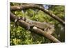 A Green Iguana (Iguana Iguana) (Common Iguana) (American Iguana), in the Jungle of Costa Rica-Stuart Forster-Framed Photographic Print