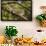 A Green Iguana (Iguana Iguana) (Common Iguana) (American Iguana), in the Jungle of Costa Rica-Stuart Forster-Framed Photographic Print displayed on a wall