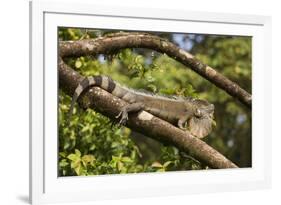 A Green Iguana (Iguana Iguana) (Common Iguana) (American Iguana), in the Jungle of Costa Rica-Stuart Forster-Framed Photographic Print