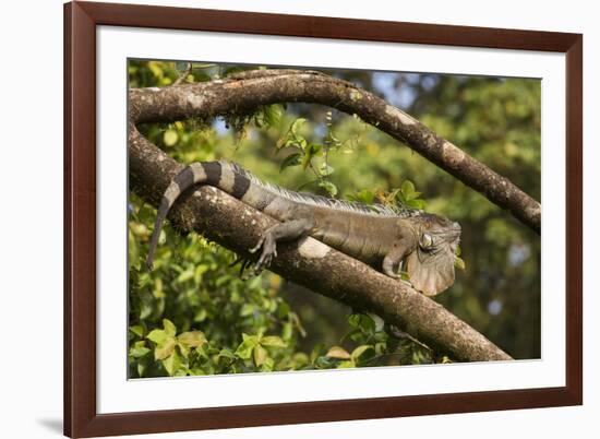 A Green Iguana (Iguana Iguana) (Common Iguana) (American Iguana), in the Jungle of Costa Rica-Stuart Forster-Framed Photographic Print